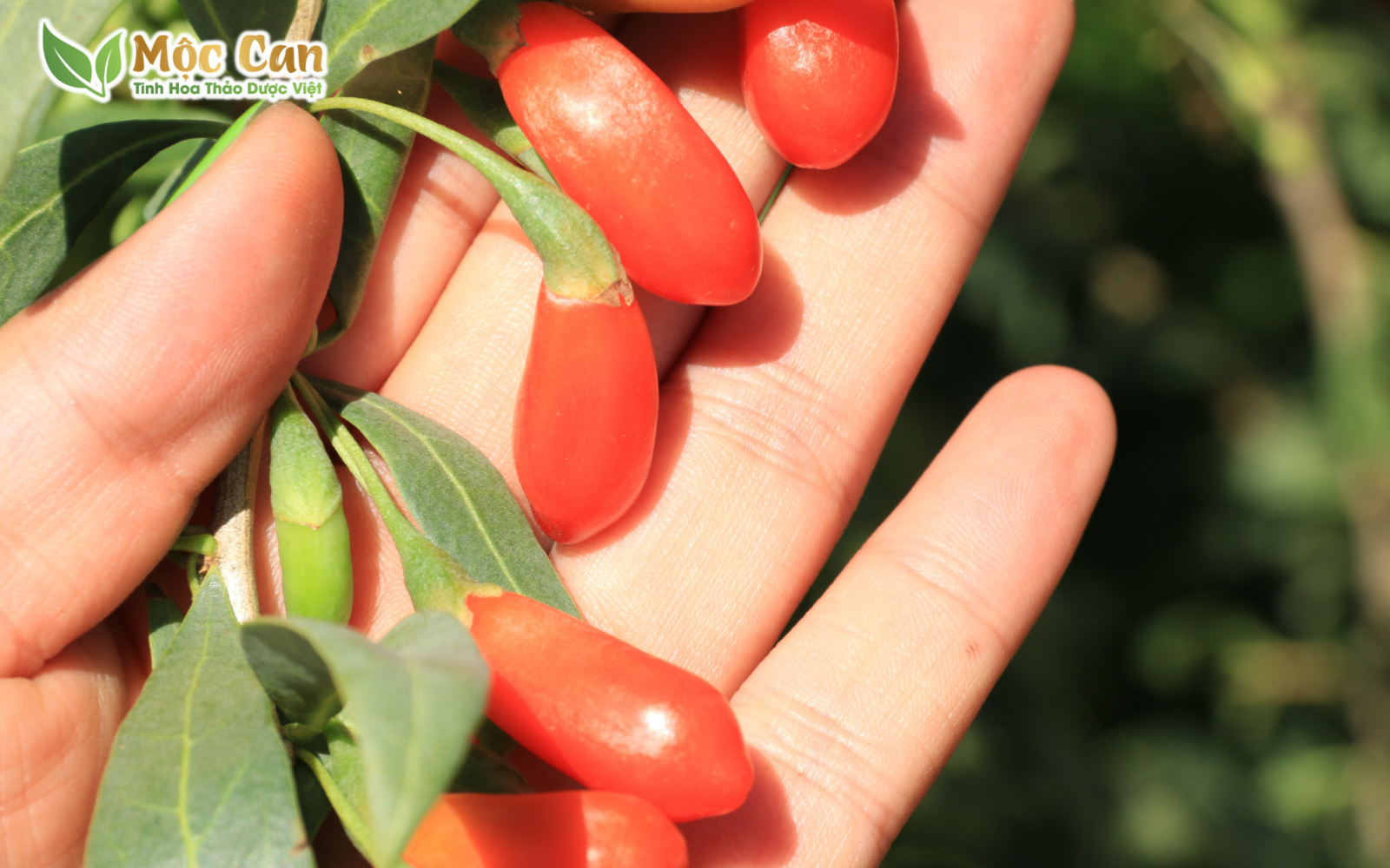 MÓN NGON, BÀI THUỐC BỔ GAN 1